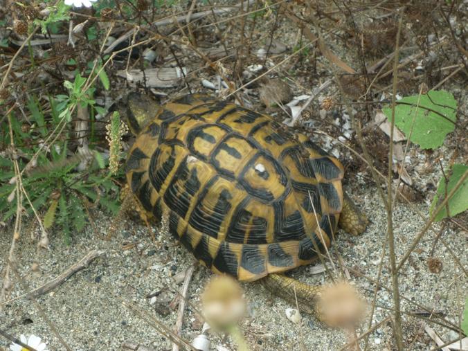 Rettili della Corsica